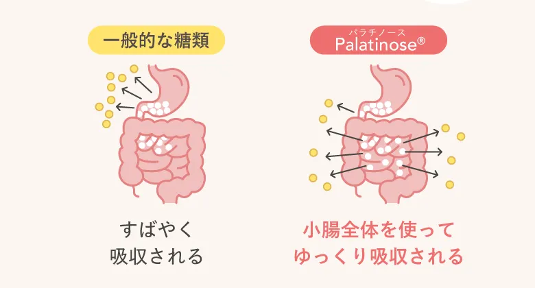 一般的な糖類：すばやく吸収される／Palatinose®（パラチノース）：小腸全体を使ってゆっくり吸収される